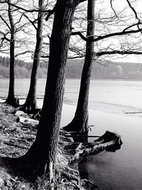 Bare trees by lake