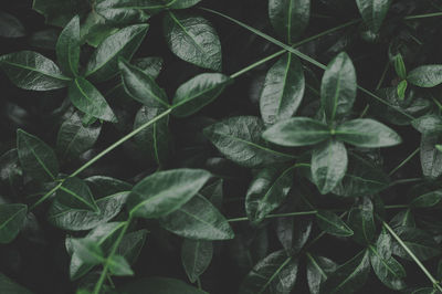 High angle view of wet leaves