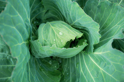 Full frame shot of green leaf