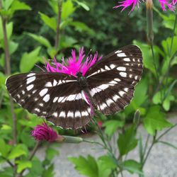 Close-up of butterfly perching on flower