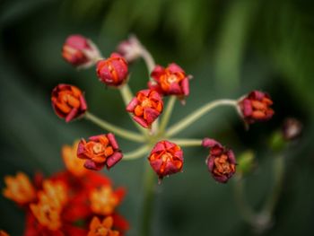Close-up of flowers