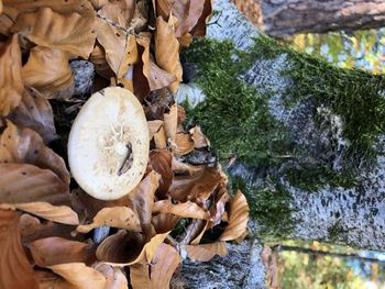 High angle view of mushrooms