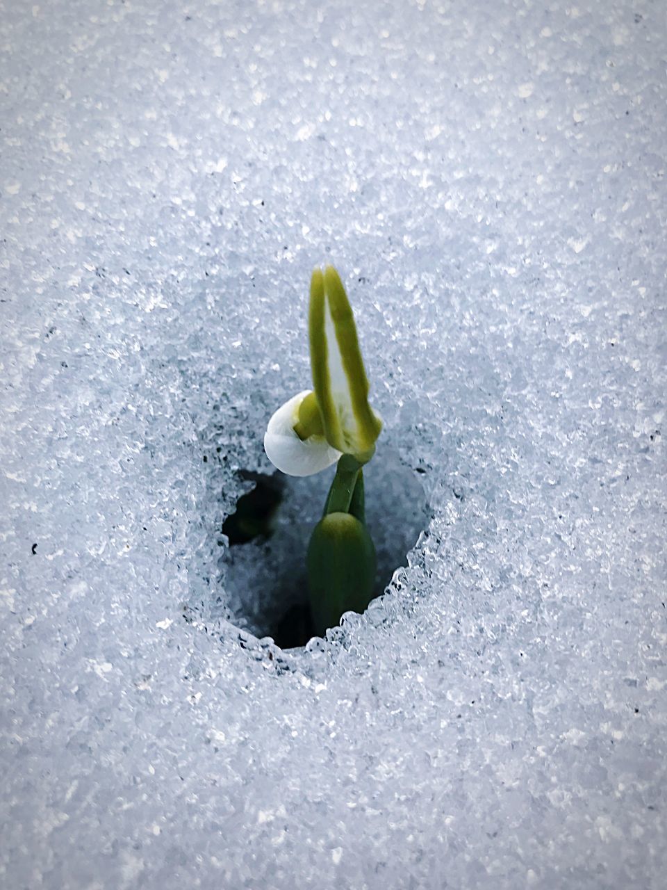 green color, growth, no people, day, nature, close-up, fragility, freshness, beauty in nature, outdoors, snowdrop