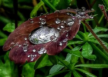 Close-up of butterfly on wet leaves