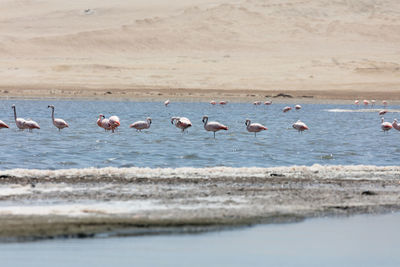 Flock of birds on beach