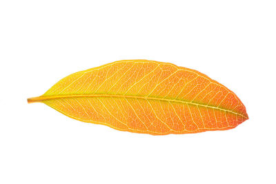 Close-up of orange leaf against white background