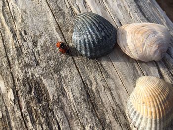 High angle view of ladybugs mating by seashells on wood