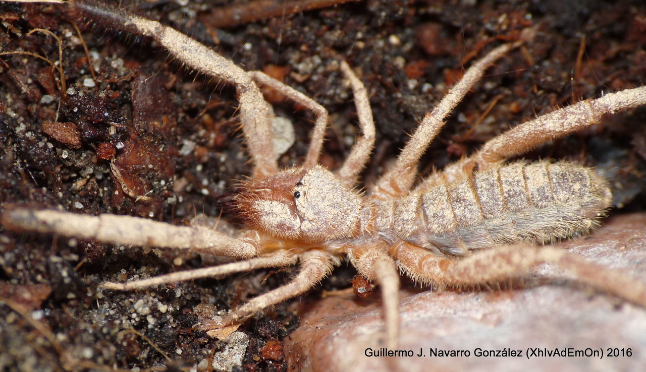 CLOSE-UP OF CRAB ON GROUND