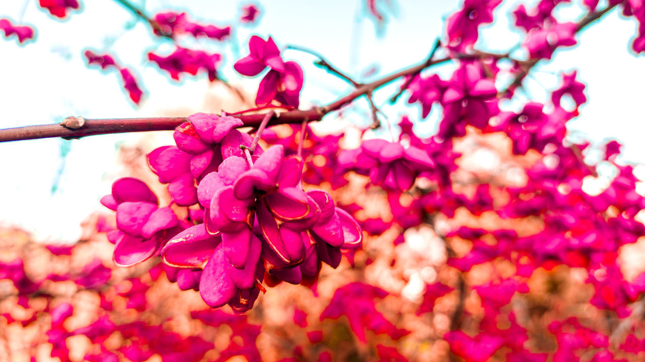 plant, flower, flowering plant, beauty in nature, freshness, tree, pink, branch, nature, growth, blossom, springtime, fragility, no people, petal, close-up, leaf, produce, day, outdoors, focus on foreground, low angle view, sky, spring, red, selective focus, twig, inflorescence, fruit, flower head, plant part