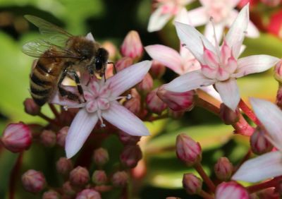 Close-up of bee pollinating on pink flower