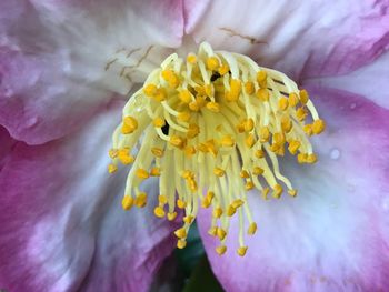 Close-up of yellow flower