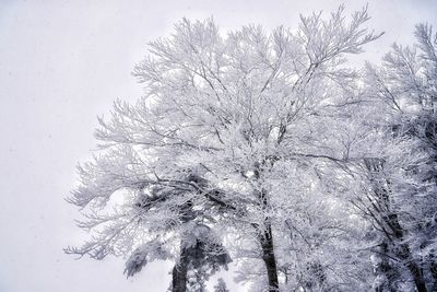 Low angle view of flower tree