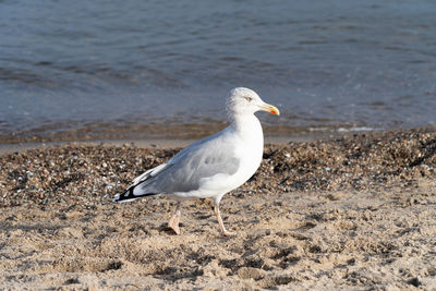 Seagull on beach