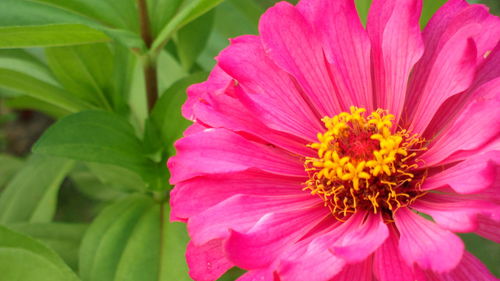 Close-up of pink flower blooming outdoors