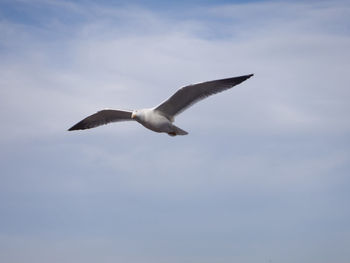 Low angle view of bird flying against sky