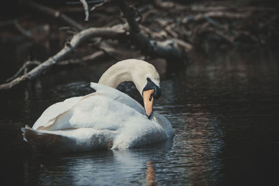 Swan swimming in lake