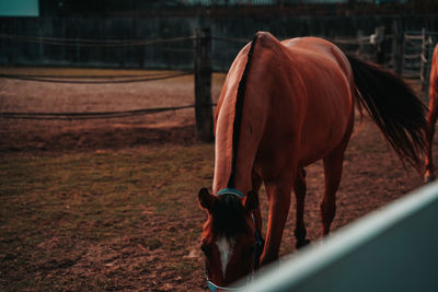 Horse standing in ranch