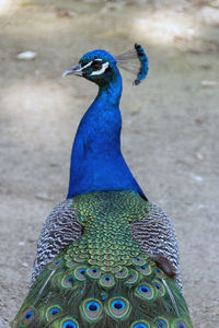 Pfau in voller pracht, peacock in full splendor