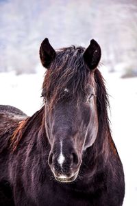 Close-up portrait of a horse