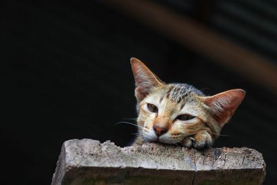 Close-up of a cat looking away