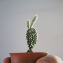 Close-up of succulent plant against white background