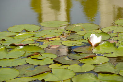 Close-up of lotus water lily in pond