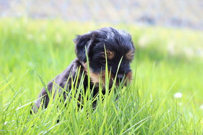 Close-up of a dog on field