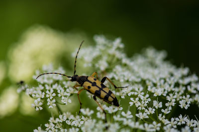 Close-up of butterfly pollinating on flower