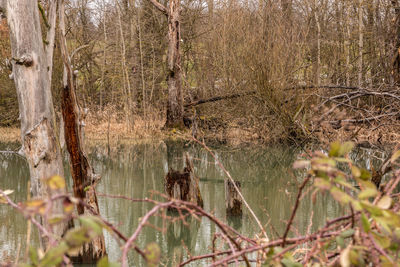 Scenic view of lake in forest