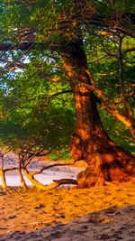 Trees in forest