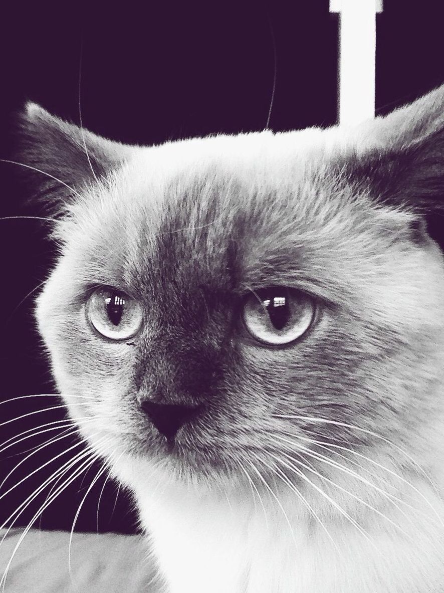 Albert