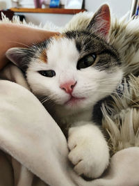 Close-up portrait of a cat