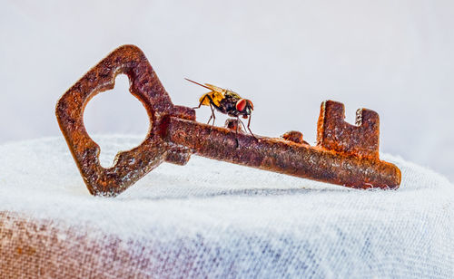 The flying key. an old padlock key with a fly on ith. closeup view