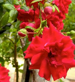 Close-up of red roses