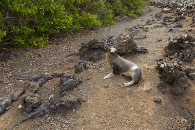 High angle view of lizard on land