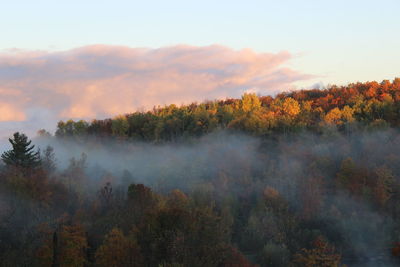 Trees in forest against sky during autumn