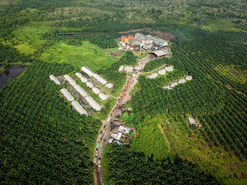 A queue of trucks transporting palm oil as seen from an aerial photo at the terawas palm oil mill