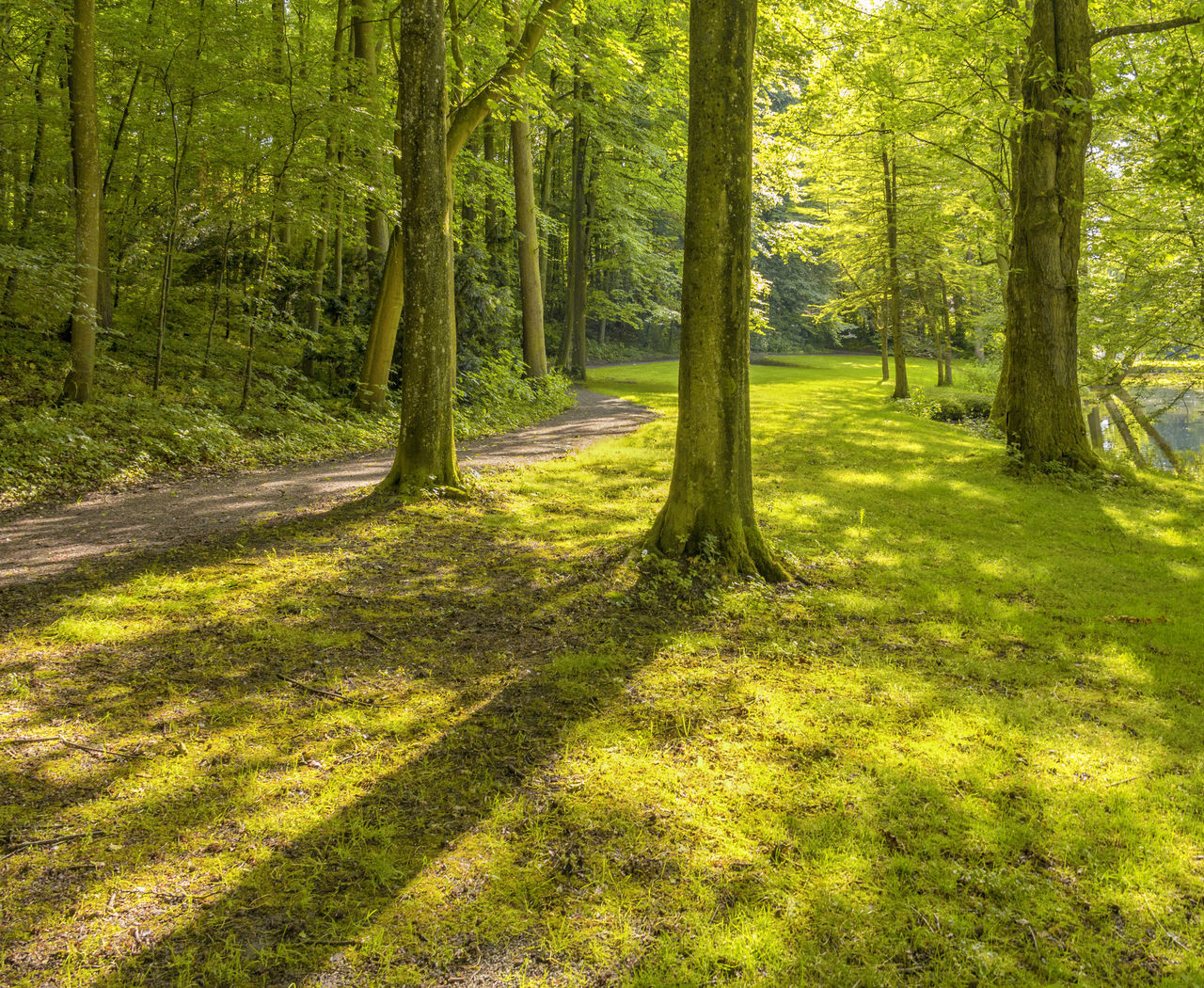 VIEW OF TREES IN FOREST