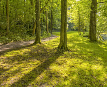 Trees in forest