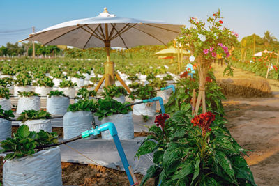 View of plants against sky