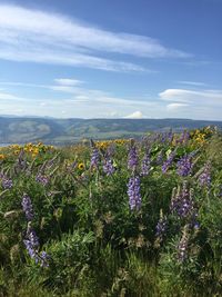 Flowers blooming on field against sky