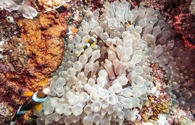 View of coral in sea