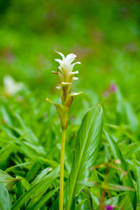 Close-up of flowering plant on field