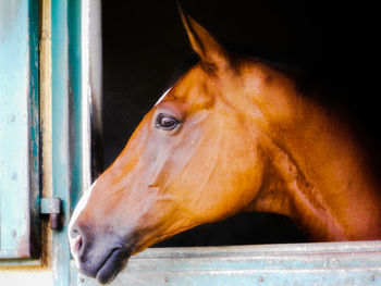 Close-up of a horse looking away