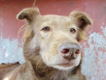 Close-up portrait of dog