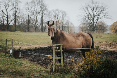 Horse in the field