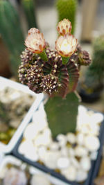 Close-up of white flowering plant