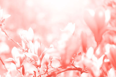 Close-up of pink cherry blossom