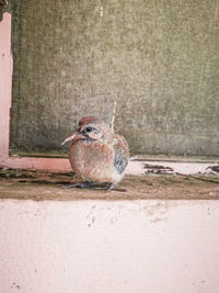 Close-up of bird perching on wall