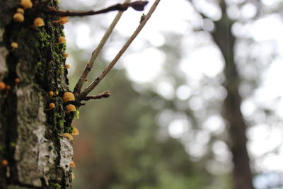 Close-up of insect on web